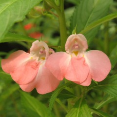 impatiens balsamina seeds 1KG