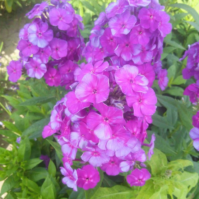 Annual phlox seeds 1KG