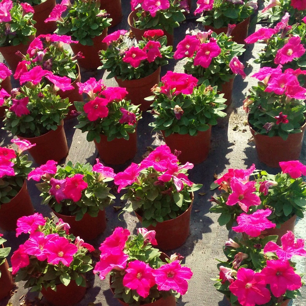 petunia seeds 1kg/bags