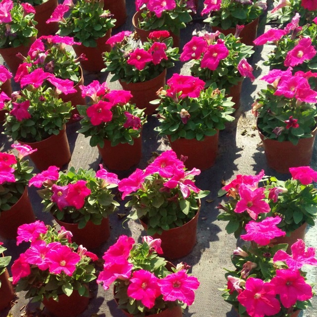 petunia seeds 1kg/bags