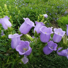 Delphinium ajacis seeds