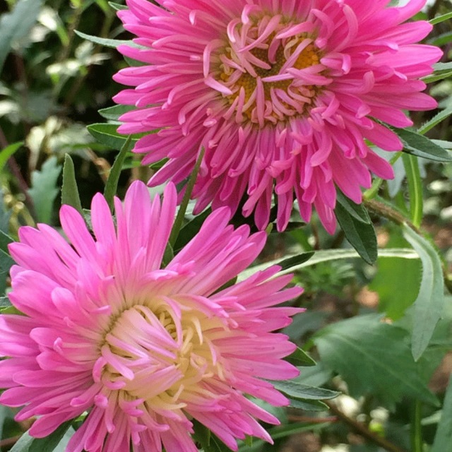 Callistephus chinensis seeds 1kg