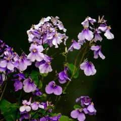 Orychophragmus violaceus seeds