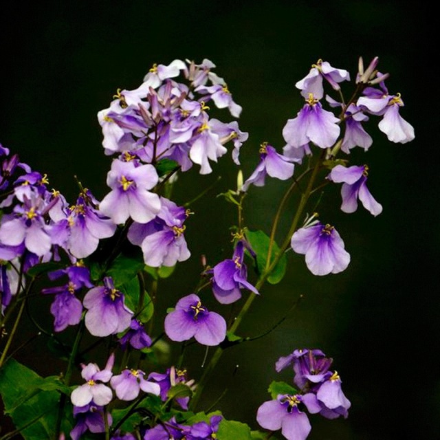 Orychophragmus violaceus seeds