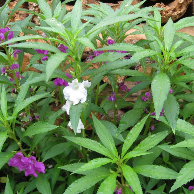 impatiens balsamina seeds 1KG