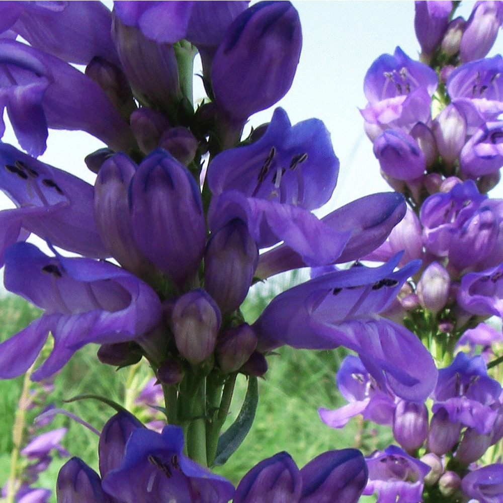 Penstemon seeds 1kg