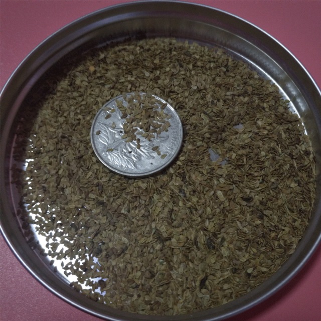 Bellis perennis seeds 1kg