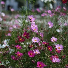 perennial coreopsis seeds 1kg