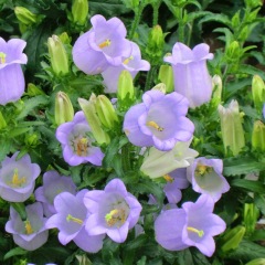 Delphinium ajacis seeds