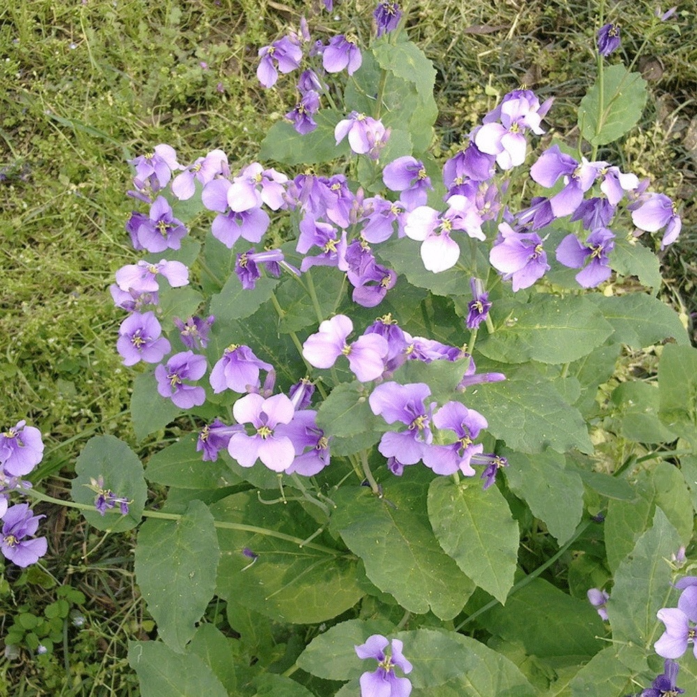 Orychophragmus violaceus seeds