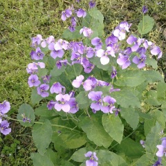 Orychophragmus violaceus seeds