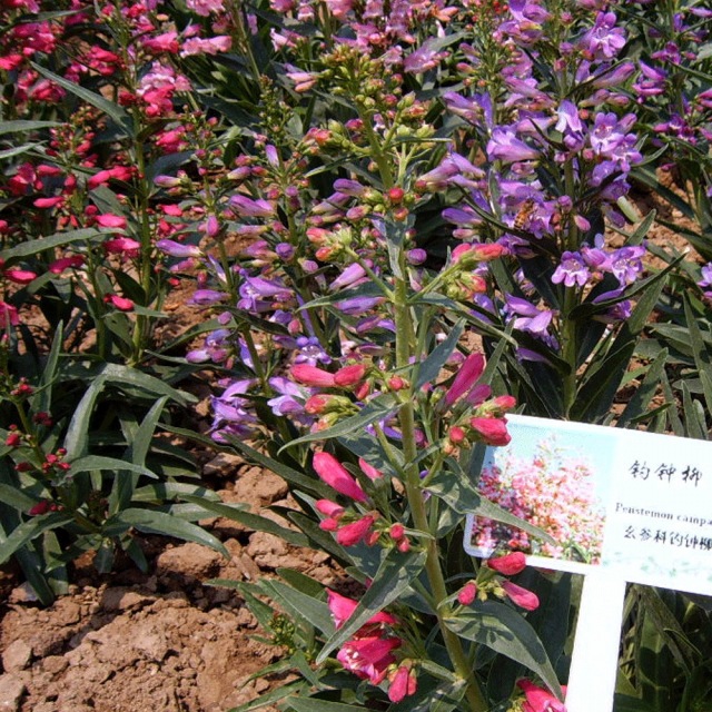 Penstemon seeds 1kg