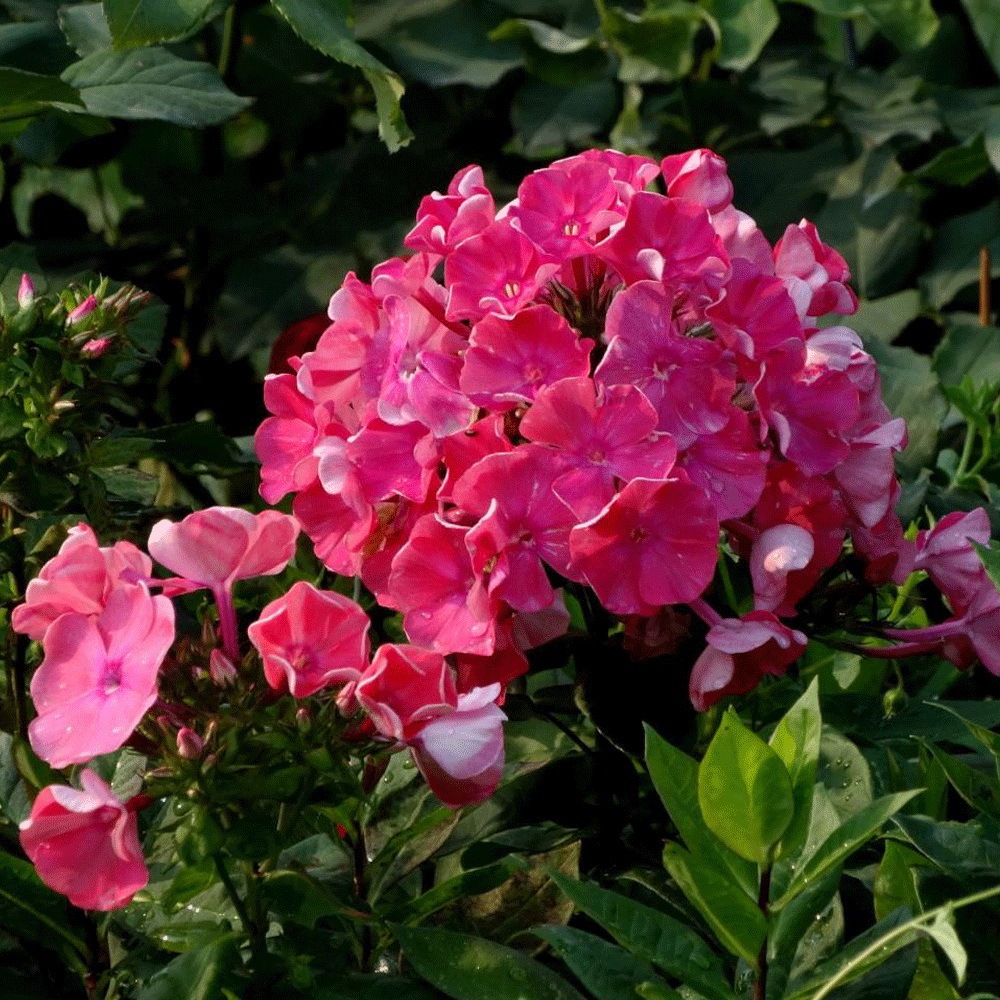 Annual phlox seeds 1KG