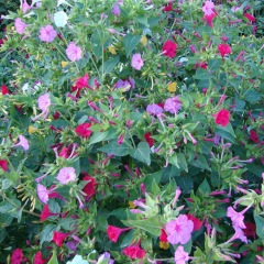 Mirabilis jalapa seeds 1kg