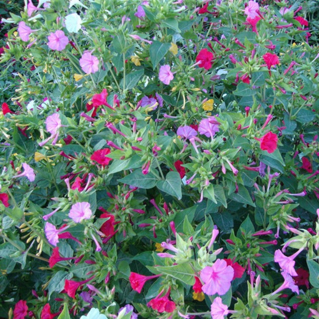 Mirabilis jalapa seeds 1kg