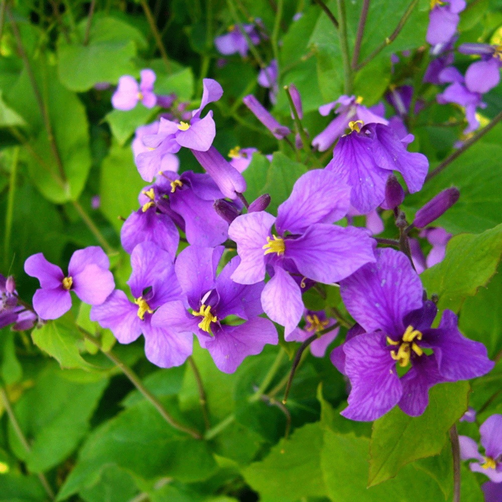 Orychophragmus violaceus seeds