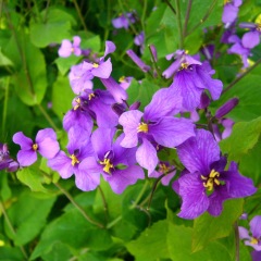 Orychophragmus violaceus seeds