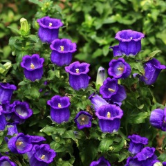 Delphinium ajacis seeds
