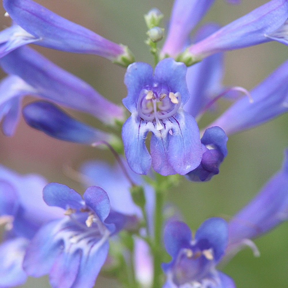 Penstemon seeds 1kg