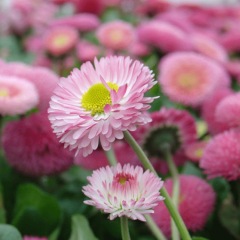 Bellis perennis seeds 1kg