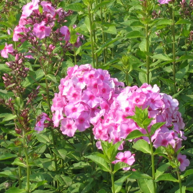 Annual phlox seeds 1KG