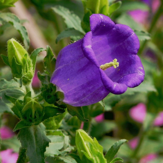 Delphinium ajacis seeds
