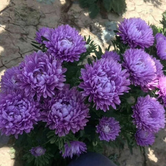 Callistephus chinensis seeds 1kg