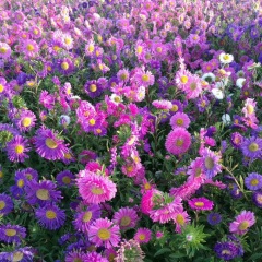 Callistephus chinensis seeds 1kg