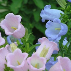 Delphinium ajacis seeds