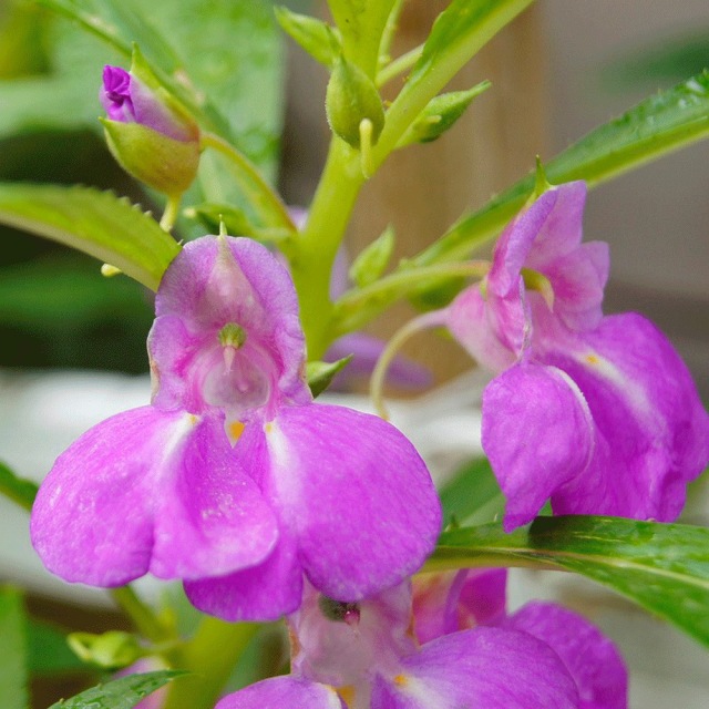 impatiens balsamina seeds 1KG