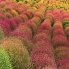 Bassia scoparia seeds/kochia seeds 1kg