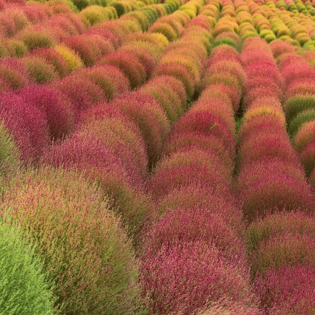 Bassia scoparia seeds/kochia seeds 1kg