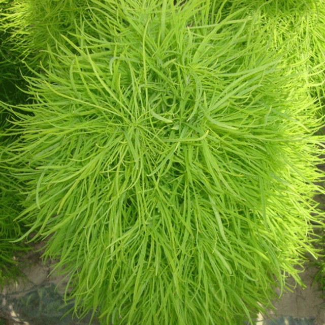 Bassia scoparia seeds/kochia seeds 1kg