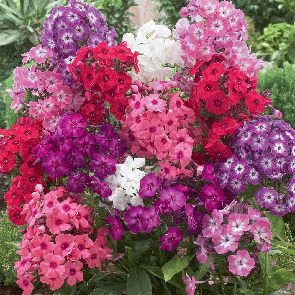 Annual phlox seeds 1KG