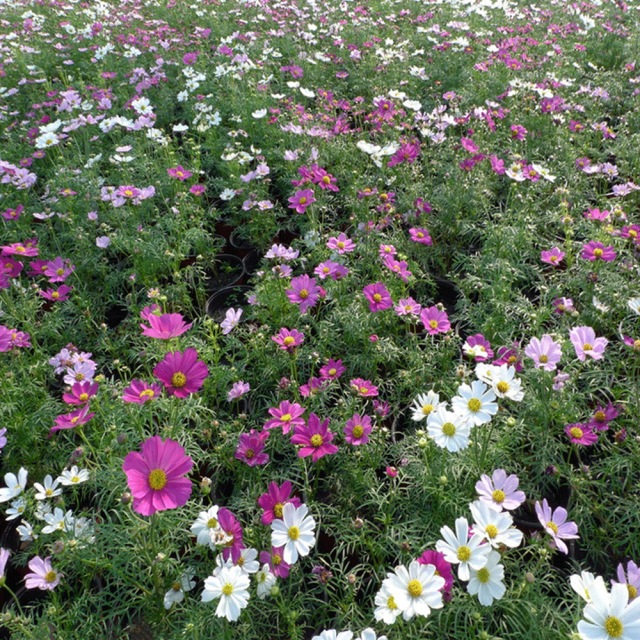 perennial coreopsis seeds 1kg