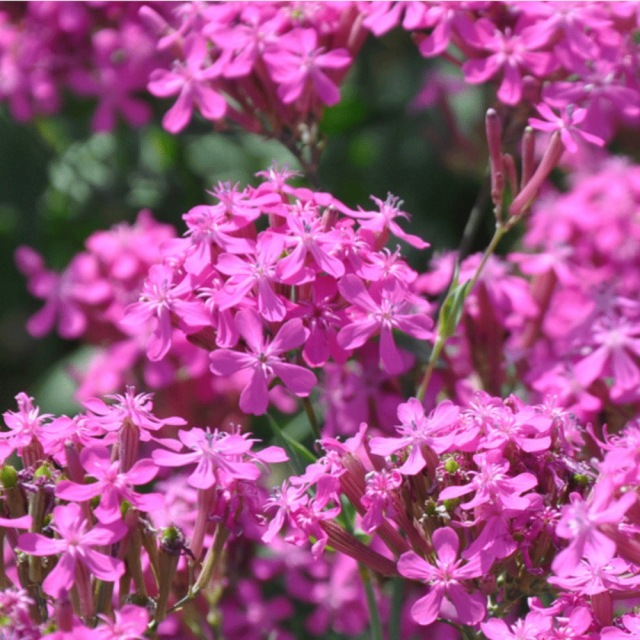 Silene armeria seeds 1KG