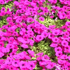 petunia seeds 1kg/bags