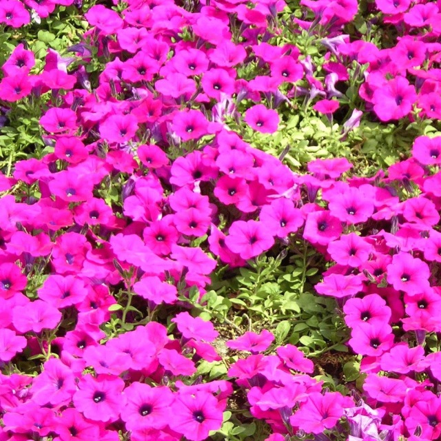 petunia seeds 1kg/bags