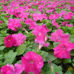 petunia seeds 1kg/bags