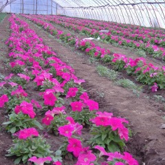 petunia seeds 1kg/bags