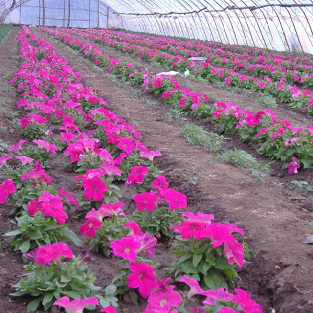 petunia seeds 1kg/bags