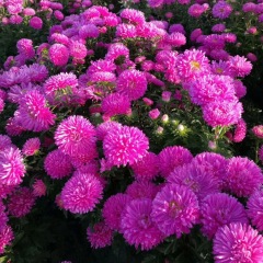 Callistephus chinensis seeds 1kg