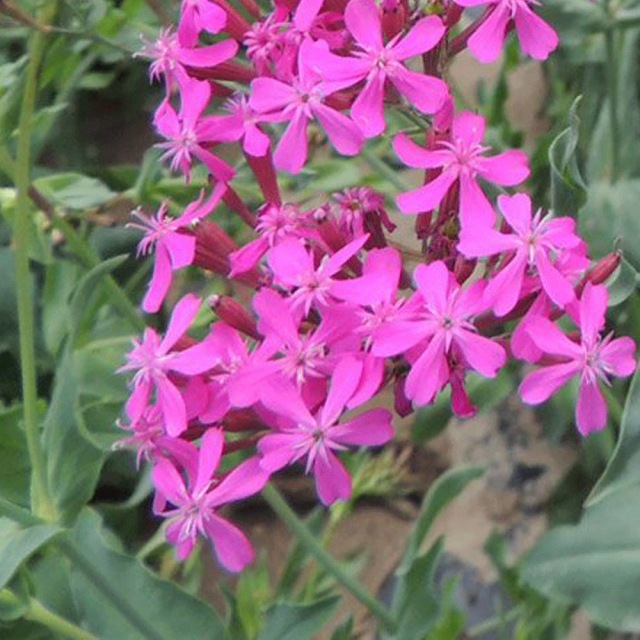 Silene armeria seeds 1KG