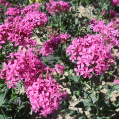 Silene armeria seeds 1KG