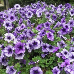 petunia seeds 1kg/bags