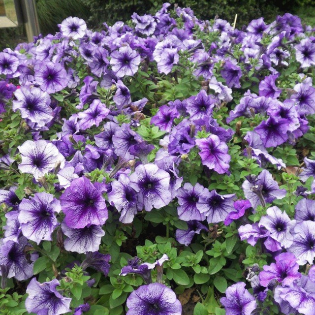 petunia seeds 1kg/bags