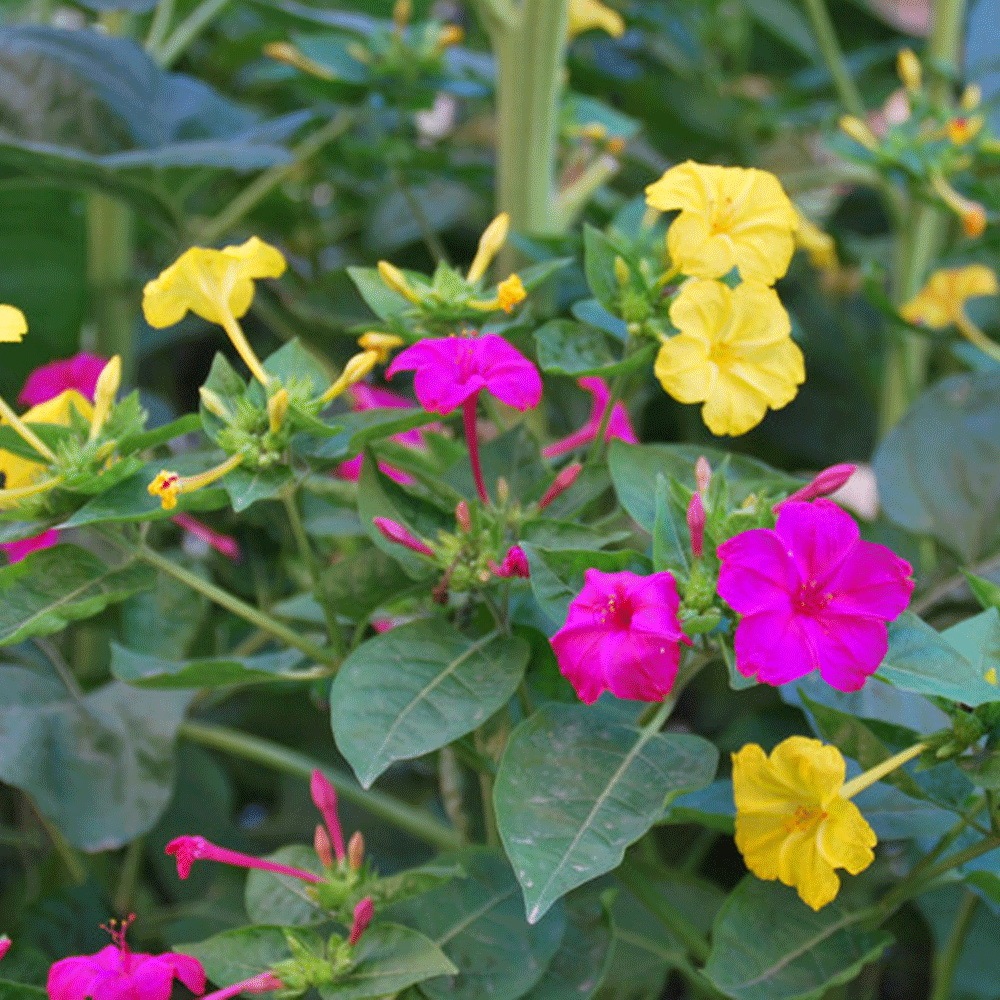 Mirabilis jalapa seeds 1kg