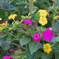 Mirabilis jalapa seeds 1kg