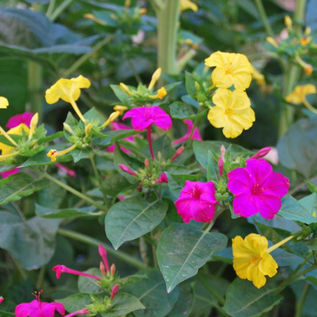 Mirabilis jalapa seeds 1kg