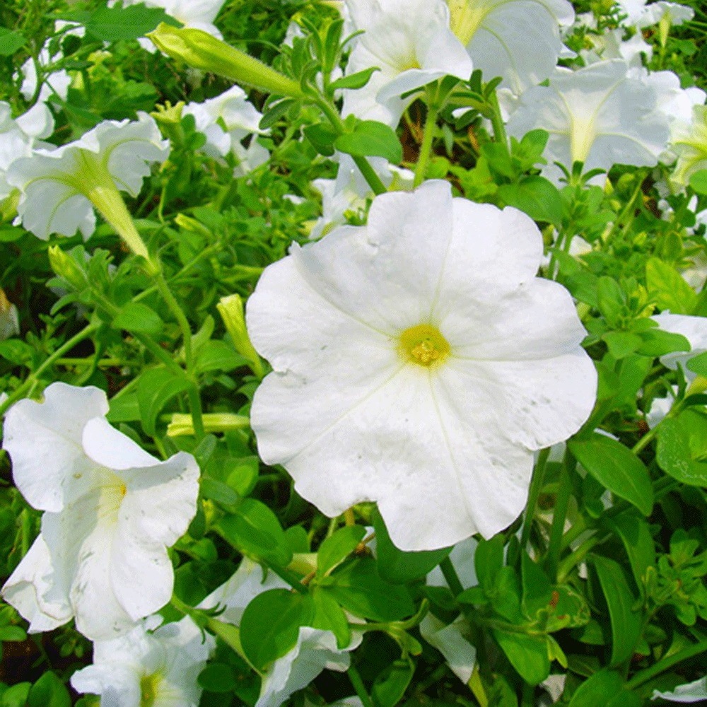 petunia seeds 1kg/bags